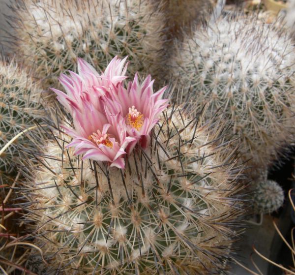 Gymnocactus mandragora ssp. pailanus